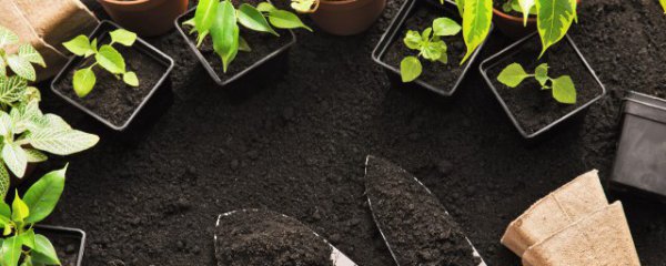 人工茯苓种植方法