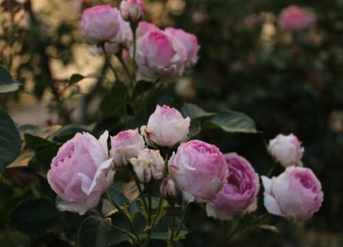 维萨里月季是藤本还是灌木