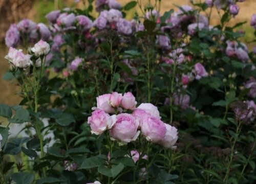 维萨里月季是藤本还是灌木