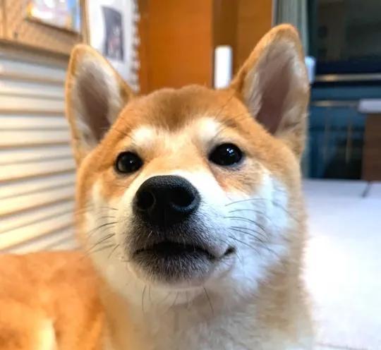 最容易记仇的4大生肖