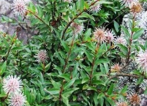 水杨梅冬天落叶吗