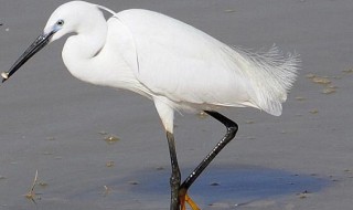 鹭有哪些种类 鹭种类简介