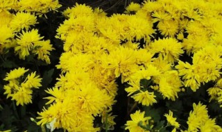 黄色菊花什么季节修剪 黄色菊花哪个季节修剪