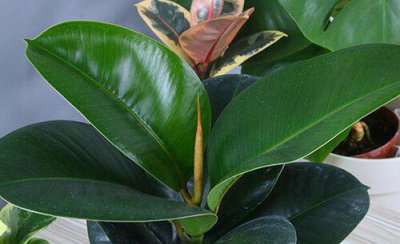 橡皮树换盆后叶子变软下垂怎么办 新栽橡皮树下垂恢复妙招