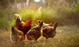 土鸡吃谷物的好处和坏处 土鸡吃谷物的利弊