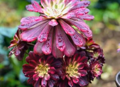 黑法师叶片不黑 黑法师怎么养护一年四季叶片都是黑色