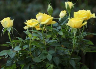 玫瑰花怎样剪枝开的更多花 盆栽玫瑰花怎么修剪过程