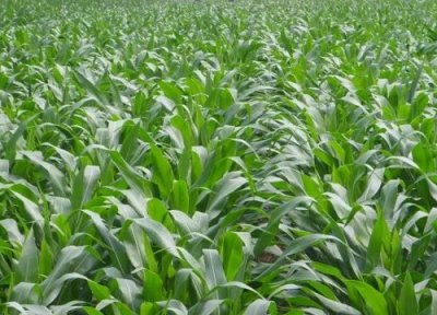玉米施肥后下大雨有事吗 大雨过后化肥流失需要补充吗