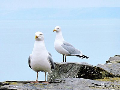 白羊和白羊合适吗 白羊座跟白羊座星座配对如何