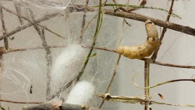 1龄蚕到2龄蚕需要多久时间 一龄蚕到二龄蚕有什么变化