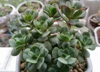 多肉用什么消毒 夏季养护多肉如何进行消毒杀菌