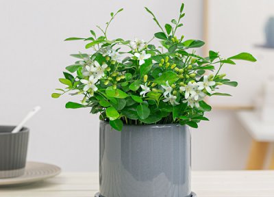 九里香花适合在室内养吗 家里可以养九里香花盆栽吗