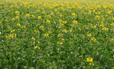 油菜籽种植技术及田间管理措施 前期栽培注意事项