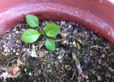 薰衣草养殖土壤 薰衣草用什么土养好