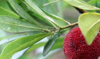 树叶怎么保鲜 树叶如何保鲜