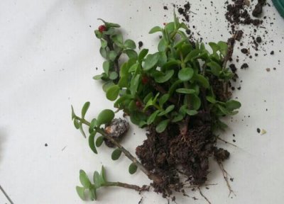 金枝玉叶扦插生根时间 金枝玉叶扦插多久生根