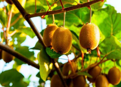 猕猴桃品种排名 最甜且口感又好的猕猴桃品种