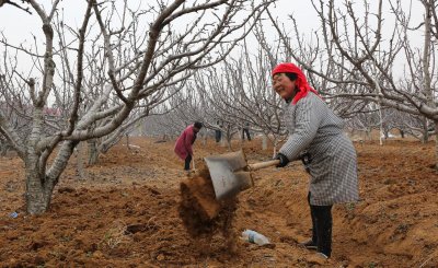 果树全年的施肥时间大全 果树一年四季的施肥方法