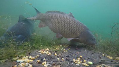 鲤鱼不开口你给个绝招 鲤鱼口滑不开口吃食怎么解决