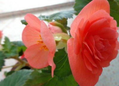 夫妻海棠花好养吗 家里养海棠花方法