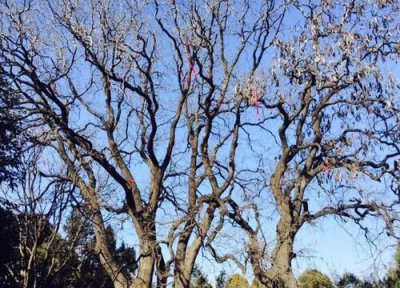 连理枝是什么树 属于什么植物