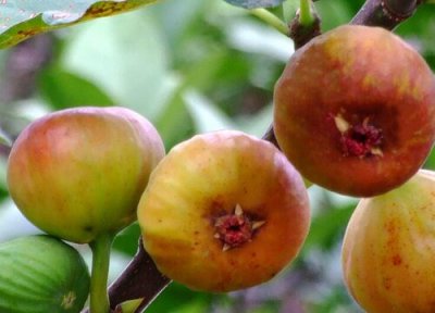 无花果的花语是什么意思 详解寓意和象征意义