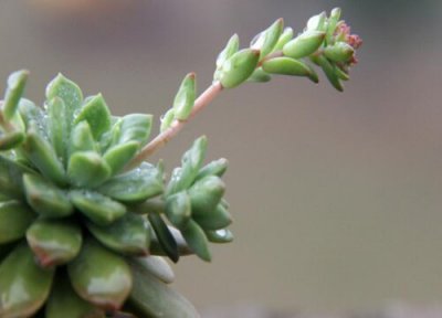 多肉马库斯的养殖方法 多肉马库斯的养殖方法和注意事项