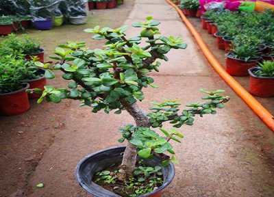 秋冬季节玉树怎样养护? 夏秋交替的时候如何养护玉树