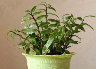 石斛种植技术 新手必看盆栽石斛家庭种植方法