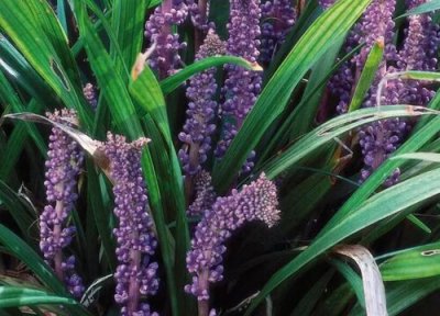 麦冬什么时候开花 开花季节是什么时间