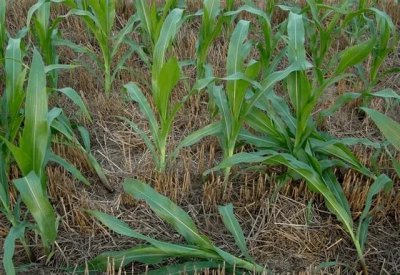 玉米二点委夜蛾的发生时间 玉米苗期二点委夜蛾防治方法