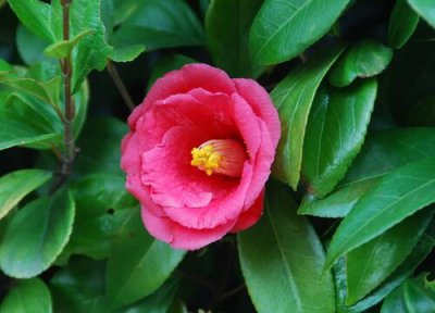 茶花开花时怎样施肥 茶花怎么进行施肥植株枝繁叶茂开花多