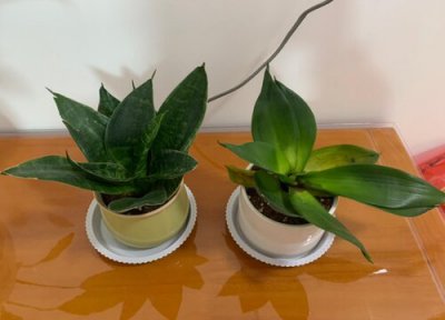 虎皮兰养护爆盆小技巧 如何让虎皮兰爆盆|两种方法