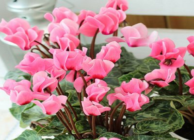 仙客来花为什么光长叶子不开花 仙客来花茎不长花苞原因