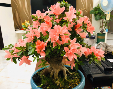 杜鹃花上什么肥料最好用 家里养杜鹃花必备3种肥