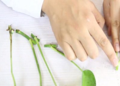 绿萝扦插生根时间 绿萝扦插多久生根发芽