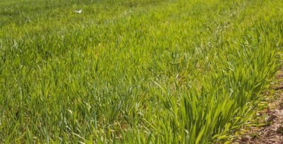 冬小麦可以在春天播种吗 冬小麦和春小麦什么时候播种