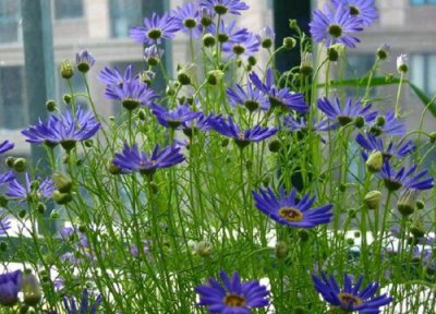 五色菊播种适合时间 五色菊什么时候播种好