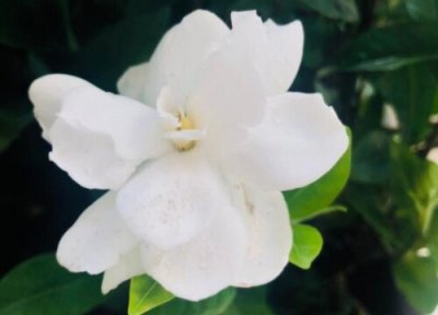 桅子什么时候开花 开花季节是几月