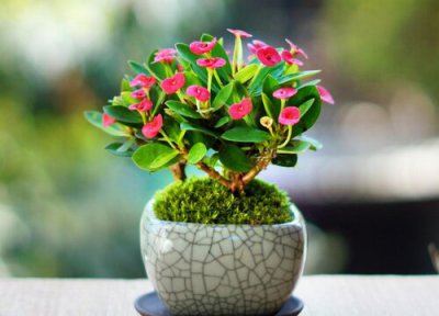 虎刺梅花期时间 虎刺梅花期是什么时候