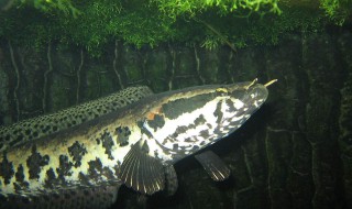 乌鱼怎么挑选才好吃 乌鱼如何挑选才好吃