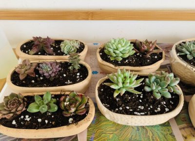 核桃壳怎么养花 如何在核桃壳里栽种迷你多肉