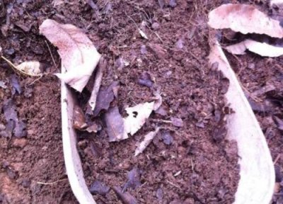 腐叶土养花易烂根 腐叶土如何养护花卉爆盆