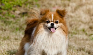 属狗几月出生最不好命 属狗什么月份出世不好