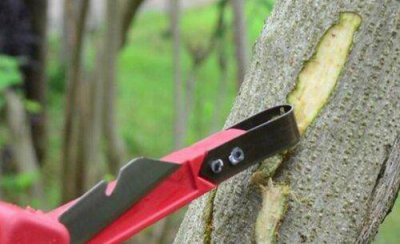 果树刮皮应注意哪些问题 哪些果树需要刮树皮