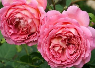 银禧庆典月季是藤本还是灌木 银禧庆典月季属于藤本还是灌木