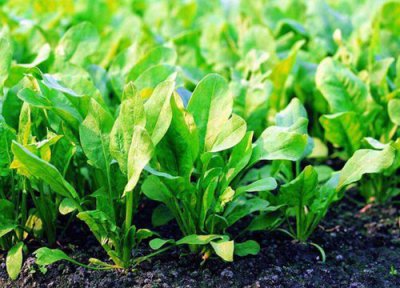 生长期短的秋季蔬菜 哪些蔬菜农作物种植时间最短