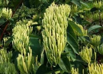 种金银花一亩地能赚多少钱 投资成本与创造利润效益