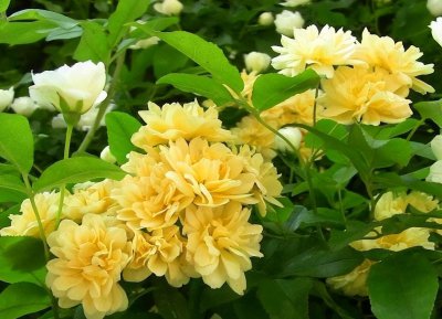 黄木香耐寒吗 黄木香好养好看又耐寒开出一片花海