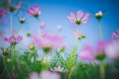 鲜花插在牛粪上什么意思 俗语鲜花插在牛粪上的来历